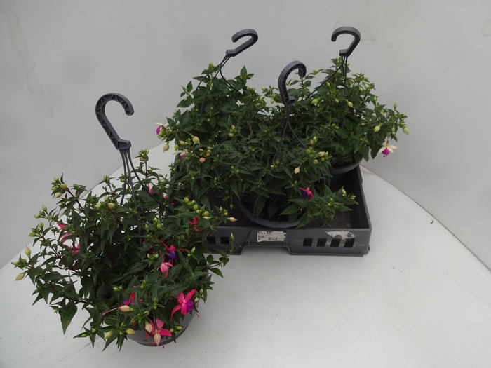 <h4>FUCHSIA GEM</h4>