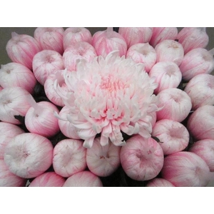 Chr G Tutu Pastel Pink