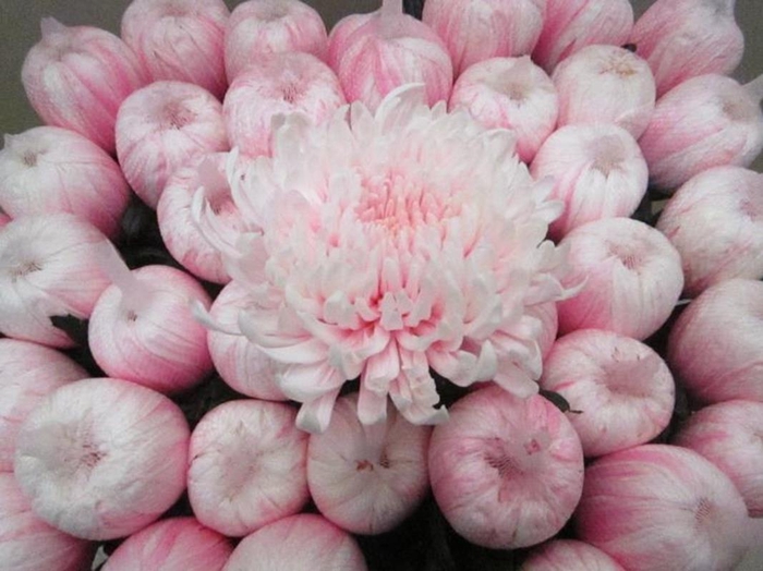 <h4>Chr G Tutu Pastel Pink</h4>