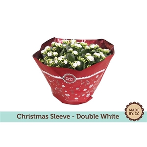 Christmas Kalanchoë Double White