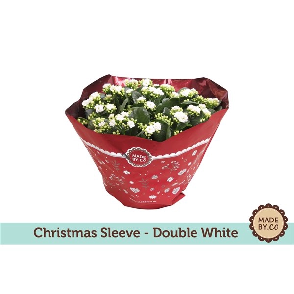 <h4>Christmas Kalanchoë Double White</h4>