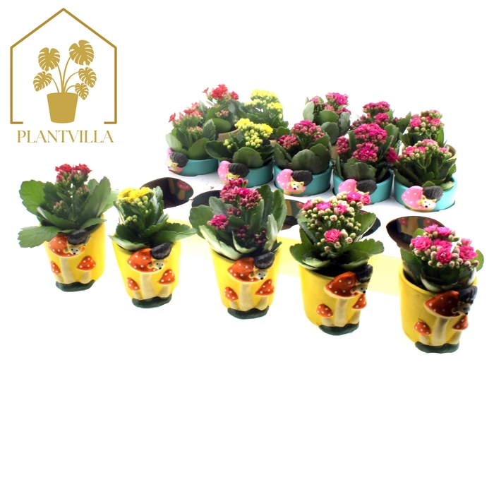 <h4>ARR KALANCHOE</h4>