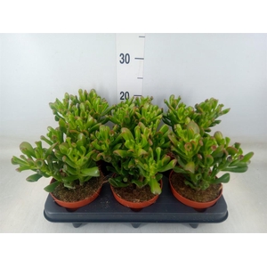 Crassula ovata 'Trompet'