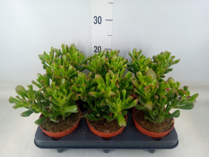 <h4>Crassula ovata 'Trompet'</h4>