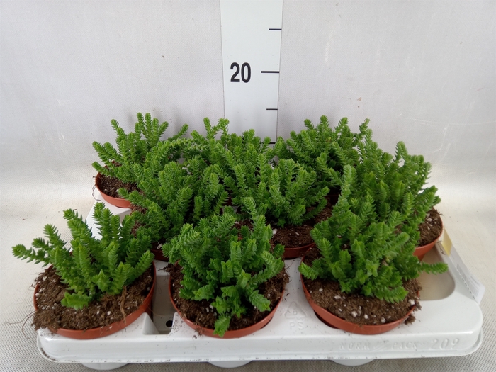 <h4>Crassula   ...</h4>