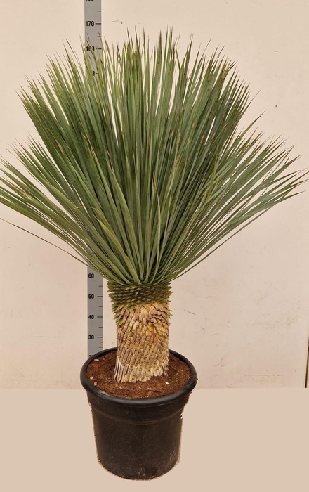 <h4>YUC ROSTRATA</h4>