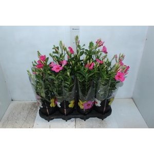 MANDEVILLA ROSE QUEEN P14 PREMIUM