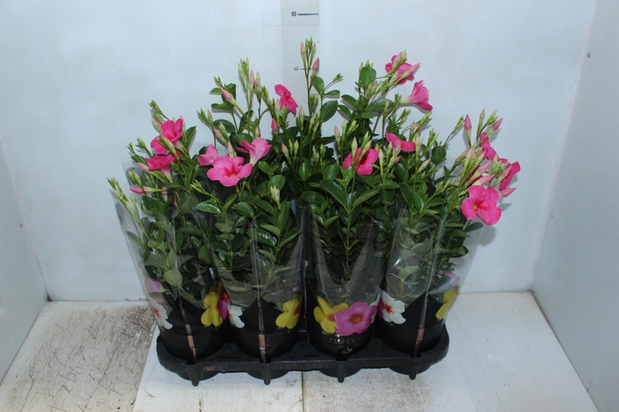 <h4>MANDEVILLA ROSE QUEEN P14 PREMIUM</h4>