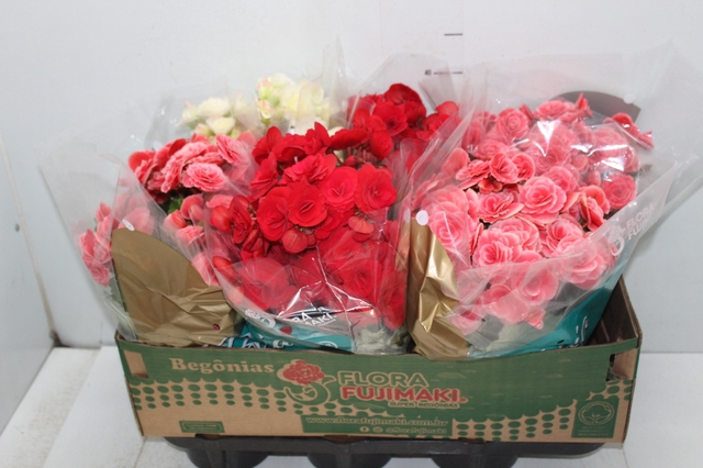 BEGONIA P15
