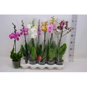 PHAL GEM