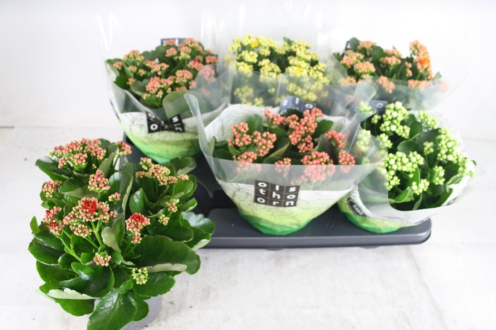 <h4>KAL GE GEM 5 KL</h4>