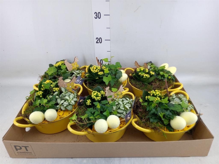 <h4>Arr. Pasen L%</h4>