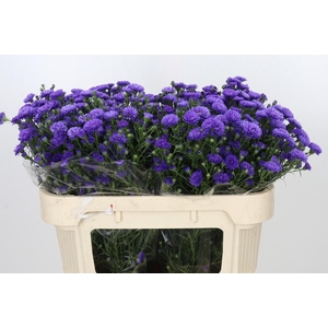 Aster Astee Dark Milka