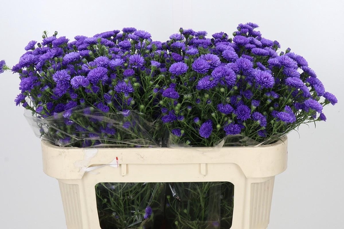 <h4>Aster Astee Dark Milka</h4>