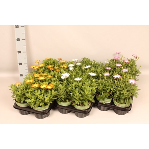 Osteospermum Divers