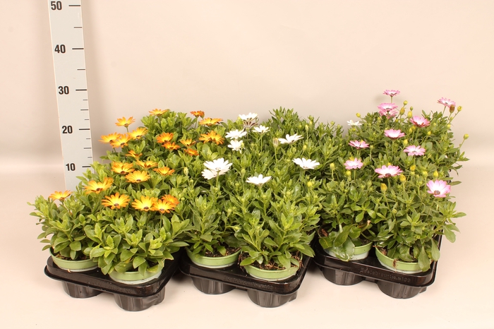 <h4>Osteospermum Divers</h4>