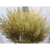 Calamagrostis Brachy Goud