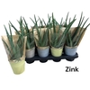 arr8 Arr Aloe Vera In Mix Color Zinken Potje