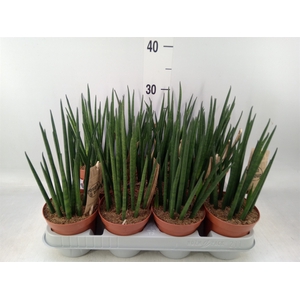 Sansevieria bacularis