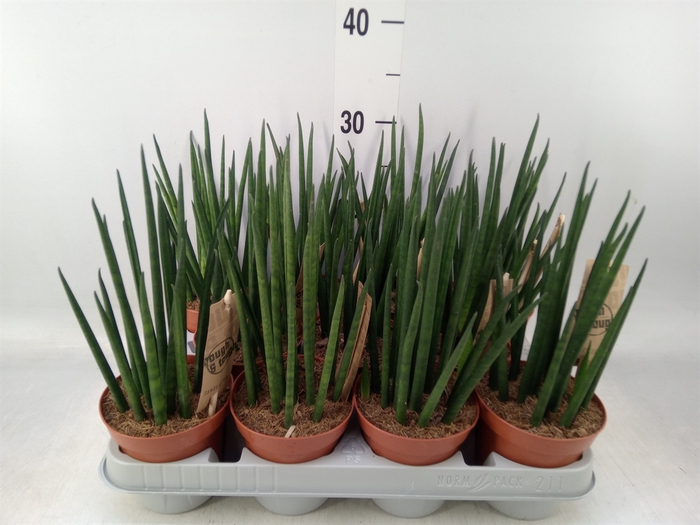 <h4>Sansevieria bacularis</h4>
