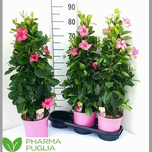 MANDE RIO PINK