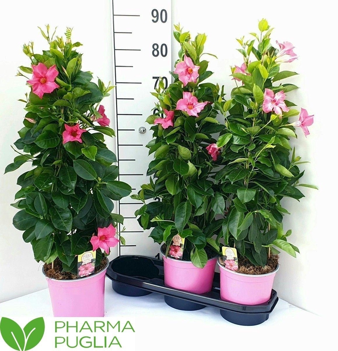 <h4>MANDE RIO PINK</h4>