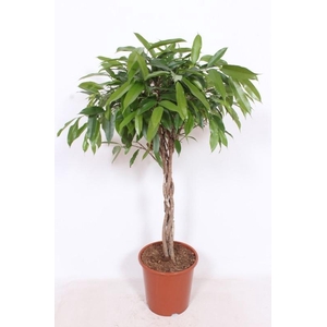 Ficus Amstel King