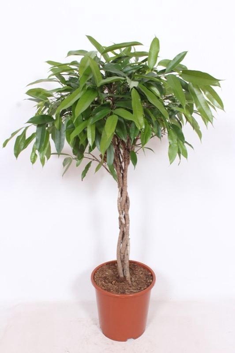 <h4>Ficus Amstel King</h4>