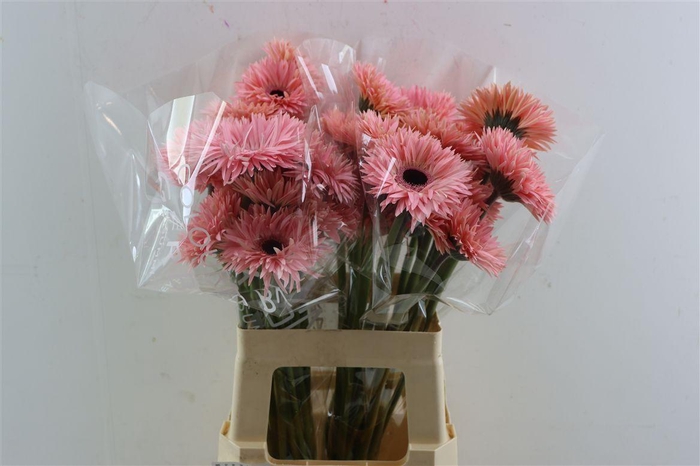 <h4>Ge Gr Spi Abu</h4>