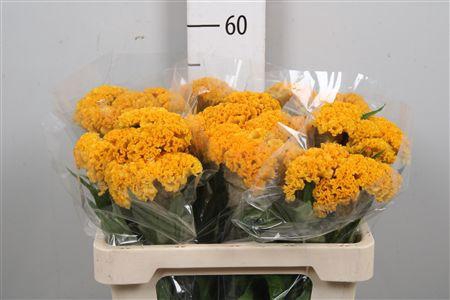 <h4>Cel C Reprise Gold</h4>