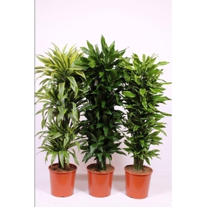 Dracaena