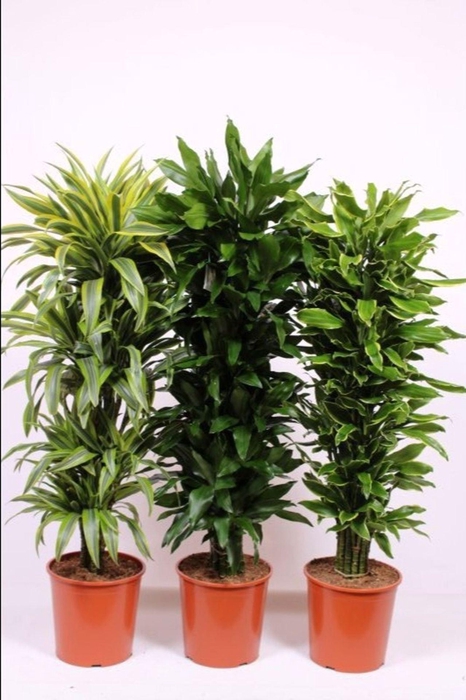 <h4>Dracaena</h4>