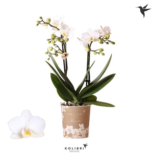 Phalaenopsis Multifloratypes Anthura Zurich