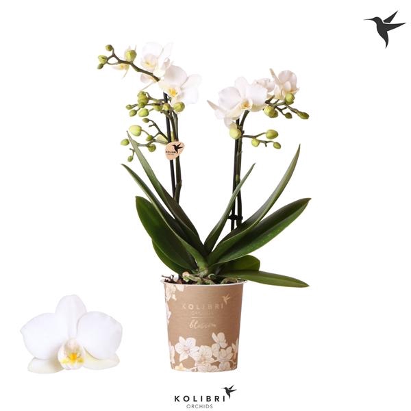 <h4>Phalaenopsis Multifloratypes Anthura Zurich</h4>