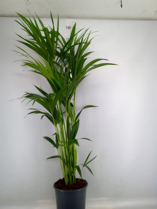 <h4>Howea forsteriana</h4>