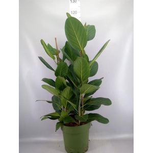 Ficus benghalensis 'Audrey'
