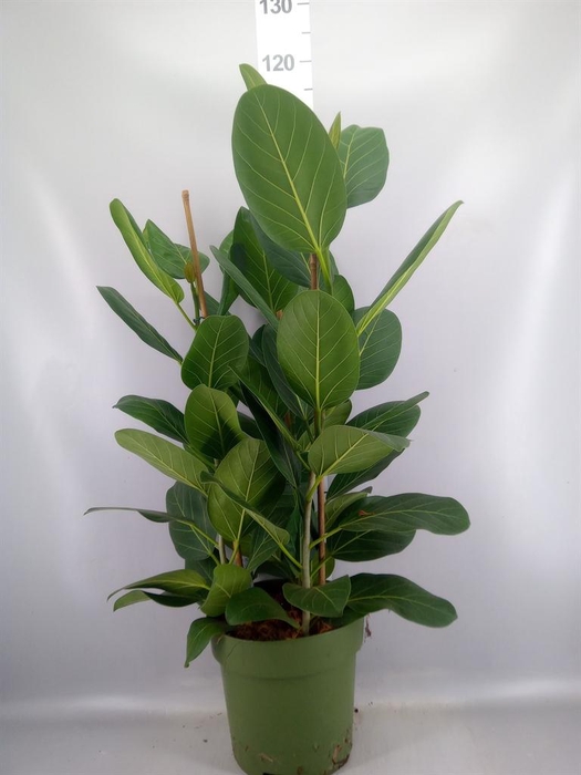 <h4>Ficus benghalensis 'Audrey'</h4>
