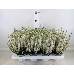 Calluna vulg. 'Beauty L Verenka'