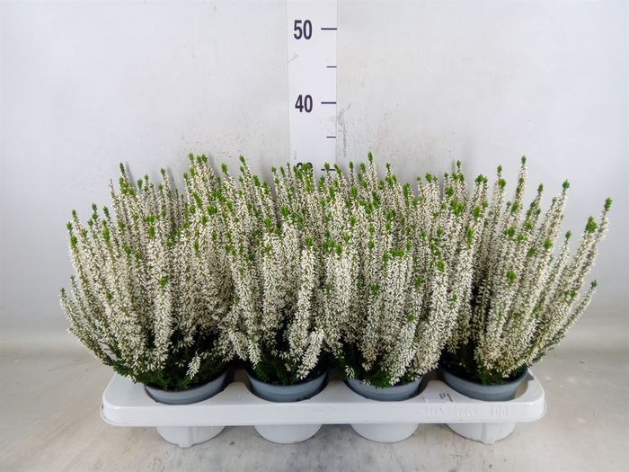 <h4>Calluna vulg. 'Beauty L Verenka'</h4>