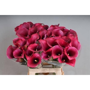 Calla Captain Promise