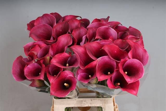<h4>Calla Captain Promise</h4>