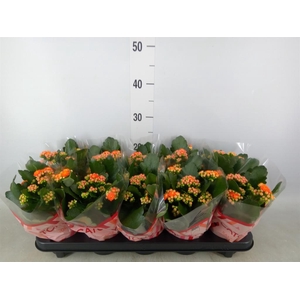 Kalanchoe blos. 'Perfecta Orange'