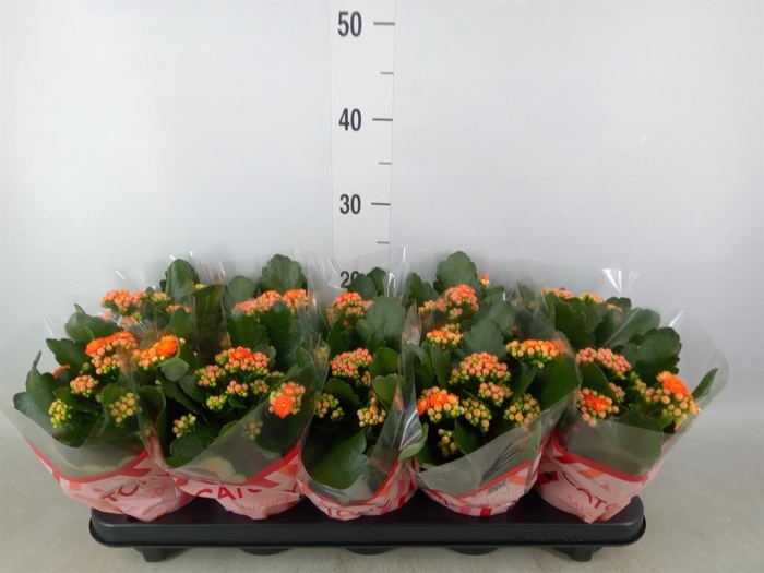 <h4>Kalanchoe blos. 'Perfecta Orange'</h4>