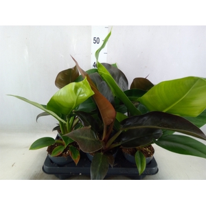 Philodendron  'Imperial Green'