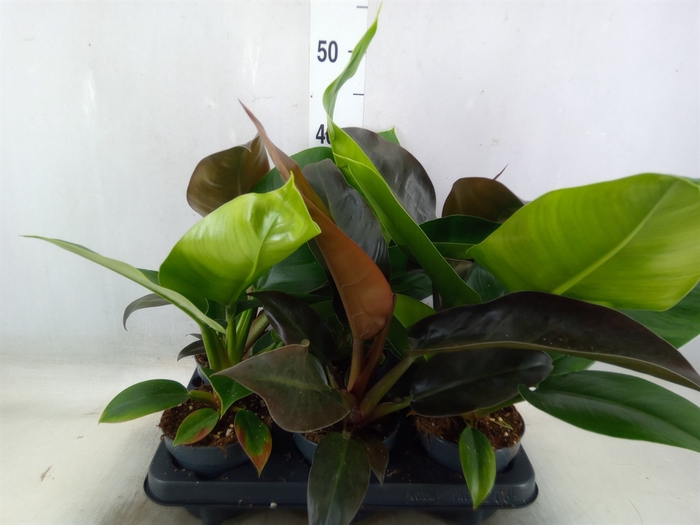<h4>Philodendron  'Imperial Green'</h4>