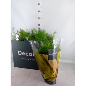 Asparagus dens. 'Sprengeri'