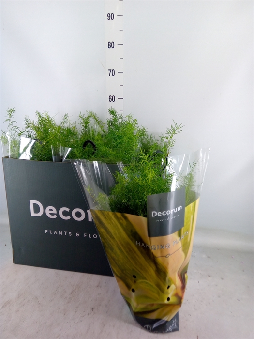 <h4>Asparagus dens. 'Sprengeri'</h4>