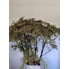 Angelica Gigas Pink Blush