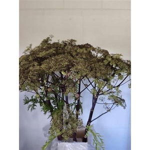 Angelica Gigas Pink Blush