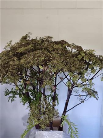 <h4>Angelica Gigas Pink Blush</h4>